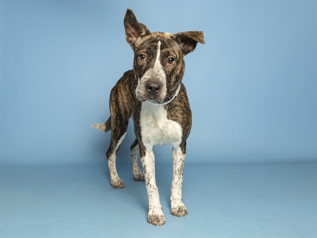 Shelter Stray Female Dog last seen 39TH AVE/NORTHERN, 5501 E Van Buren St, Phoenix, AZ 85008, USA