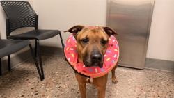 Shelter Stray Female Dog last seen 335TH AVE AND DOBBINS RD, 5501 E Van Buren St, Phoenix, AZ 85008, USA