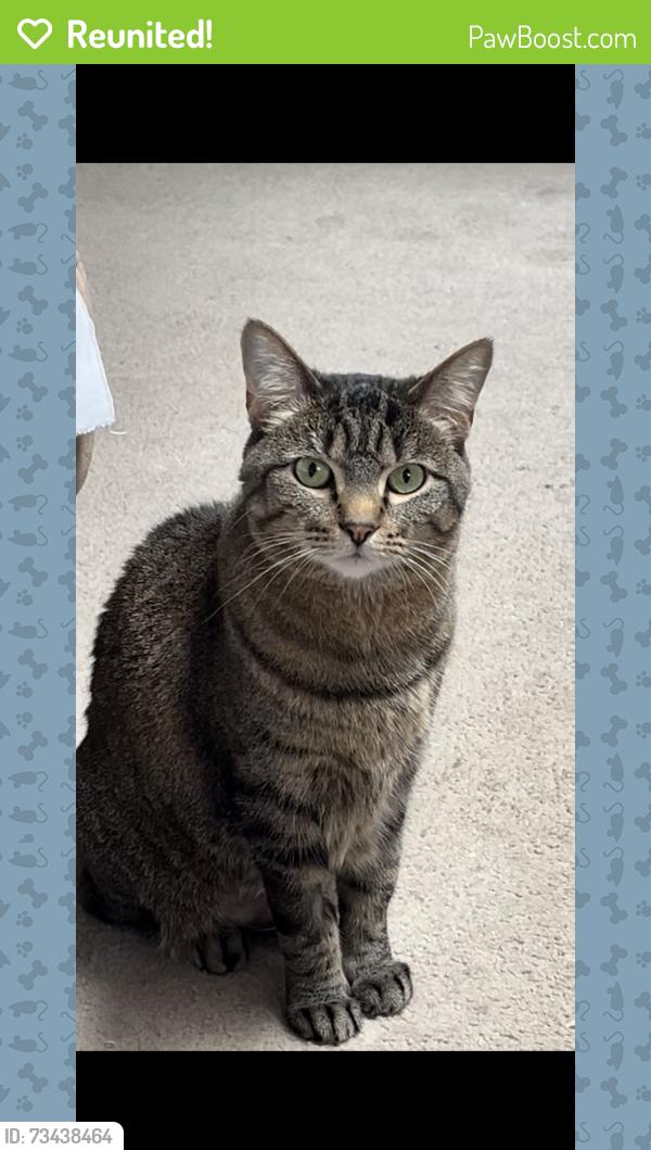 Reunited Female Cat last seen Waukegan Rd and North Point Blvd, Waukegan, IL 60085