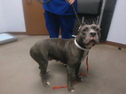 Shelter Stray Female Dog last seen 27TH AVE AND VAN BUREN ST, 2500 S 27th Ave, Phoenix, AZ 85009, USA