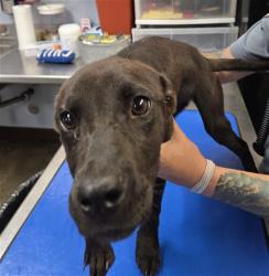 Shelter Stray Female Dog last seen COTTON LN AND MCDOWELL RD, 2500 S 27th Ave, Phoenix, AZ 85009, USA