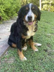 Found/Stray Female Dog last seen Near Matlock Dr SE Dalton GA, Dalton, GA 30721
