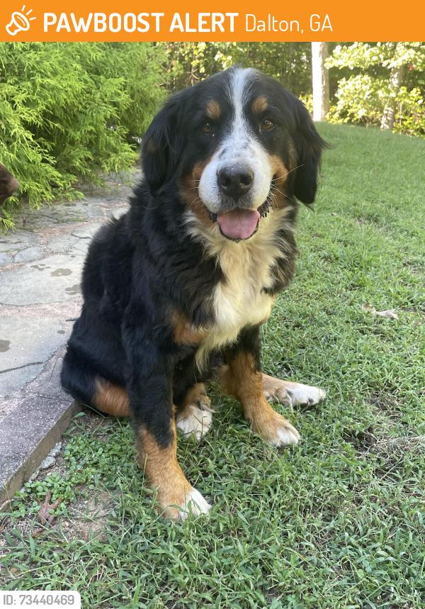 Found/Stray Female Dog last seen Near Matlock Dr SE Dalton GA, Dalton, GA 30721