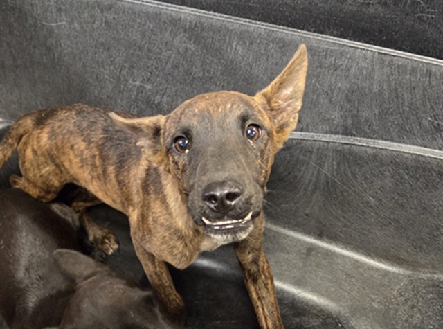Shelter Stray Female Dog last seen COTTON LN AND MCDOWELL RD, 2500 S 27th Ave, Phoenix, AZ 85009, USA
