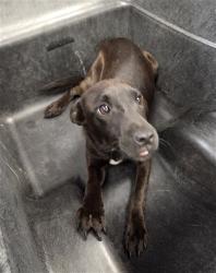 Shelter Stray Female Dog last seen COTTON LN AND MCDOWELL RD, 2500 S 27th Ave, Phoenix, AZ 85009, USA