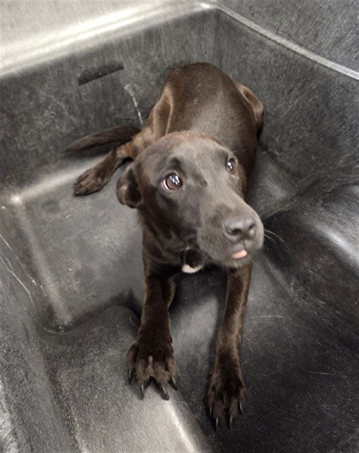 Shelter Stray Female Dog last seen COTTON LN AND MCDOWELL RD, 2500 S 27th Ave, Phoenix, AZ 85009, USA