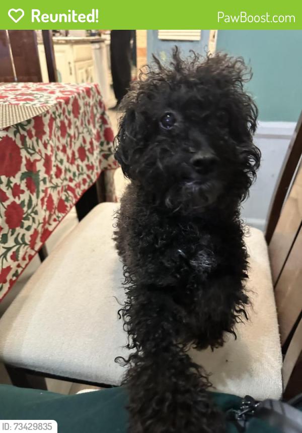 Reunited Female Dog last seen 15th & derrom, Paterson, NJ 07501