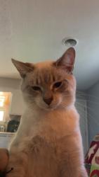 Reunited Male Cat last seen Kensington place apmt complex, Asheville, NC 28803