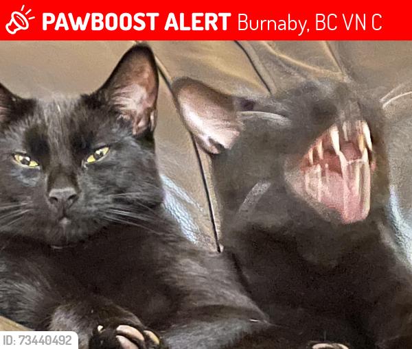 Lost Male Cat last seen Edmonds St and 6th, Burnaby, BC V3N 1C2