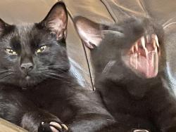 Lost Male Cat last seen Edmonds St and 6th, Burnaby, BC V3N 1C2