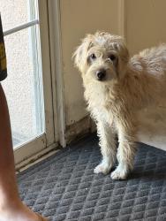 Found/Stray Female Dog last seen Sam’s Club, El Monte, CA 91731