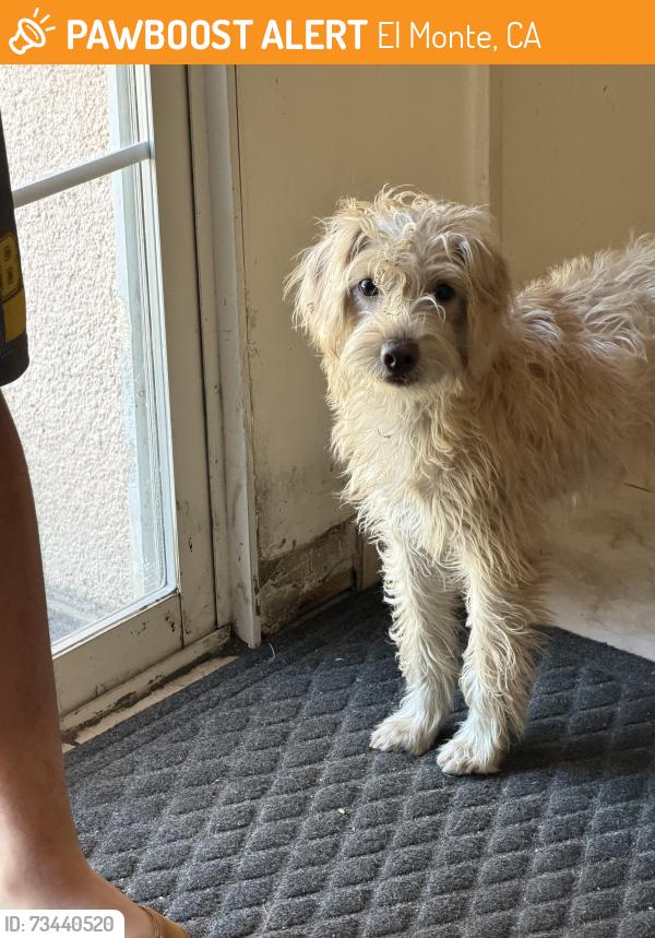 Found/Stray Female Dog last seen Sam’s Club, El Monte, CA 91731