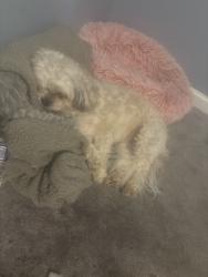 Lost Female Dog last seen University city blvd, Charlotte, NC 28213