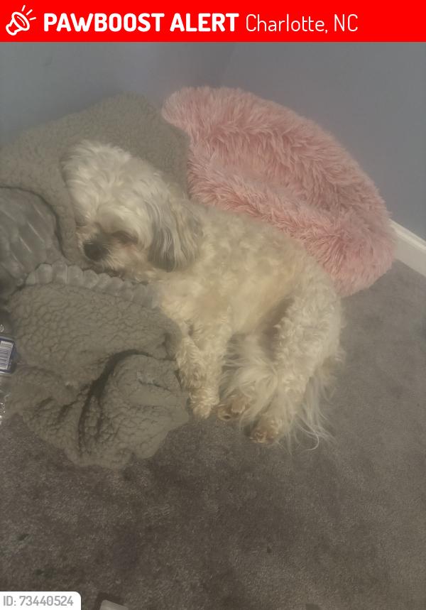 Lost Female Dog last seen University city blvd, Charlotte, NC 28213