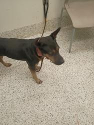 Shelter Stray Female Dog last seen Near festival ave, Fairburn, GA, 1251 Fulton Industrial Blvd NW, Atlanta, GA 30336, USA