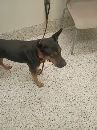 Shelter Stray Female Dog last seen Near festival ave, Fairburn, GA, 1251 Fulton Industrial Blvd NW, Atlanta, GA 30336, USA