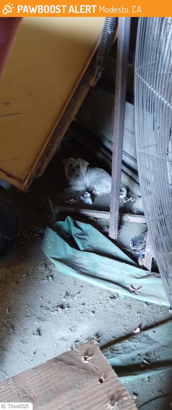 Found/Stray Unknown Dog last seen Bodem & Cedar Avenue, Modesto, CA 95350