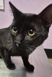 Shelter Stray Male Cat last seen Near CAMDEN CIR, CITY of El Paso, TX, 5001 Fred Wilson Ave, El Paso, TX 79906, USA