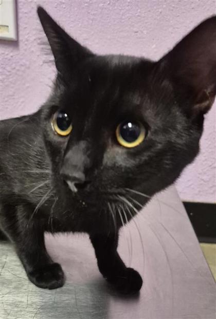 Shelter Stray Male Cat last seen Near CAMDEN CIR, CITY of El Paso, TX, 5001 Fred Wilson Ave, El Paso, TX 79906, USA