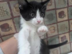 Shelter Stray Male Cat last seen Friendly Village, 43551, OH, 827 Illinois Ave, Maumee, OH 43537, USA