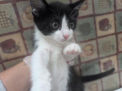 Shelter Stray Male Cat last seen Friendly Village, 43551, OH, 827 Illinois Ave, Maumee, OH 43537, USA