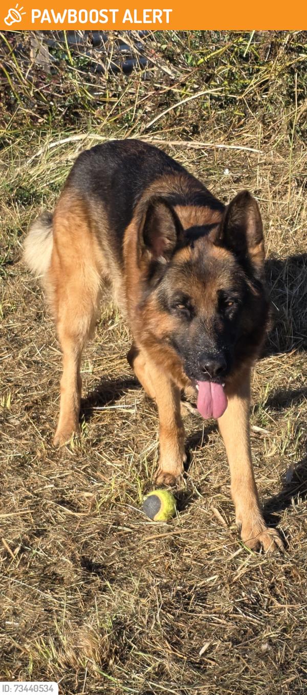 Found/Stray Male Dog last seen Grandview Road, Snohomish County, WA 98223