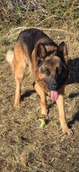 Found/Stray Male Dog last seen Grandview Road, Snohomish County, WA 98223