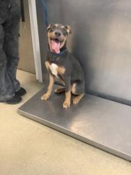 Shelter Stray Male Dog last seen Near Orchid Dr, North District, TX, 355 Hillshire Dr, Haslet, TX 76052, USA