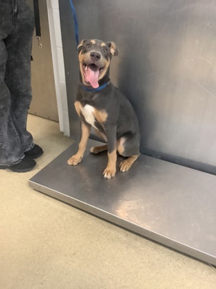 Shelter Stray Male Dog last seen Near Orchid Dr, North District, TX, 355 Hillshire Dr, Haslet, TX 76052, USA