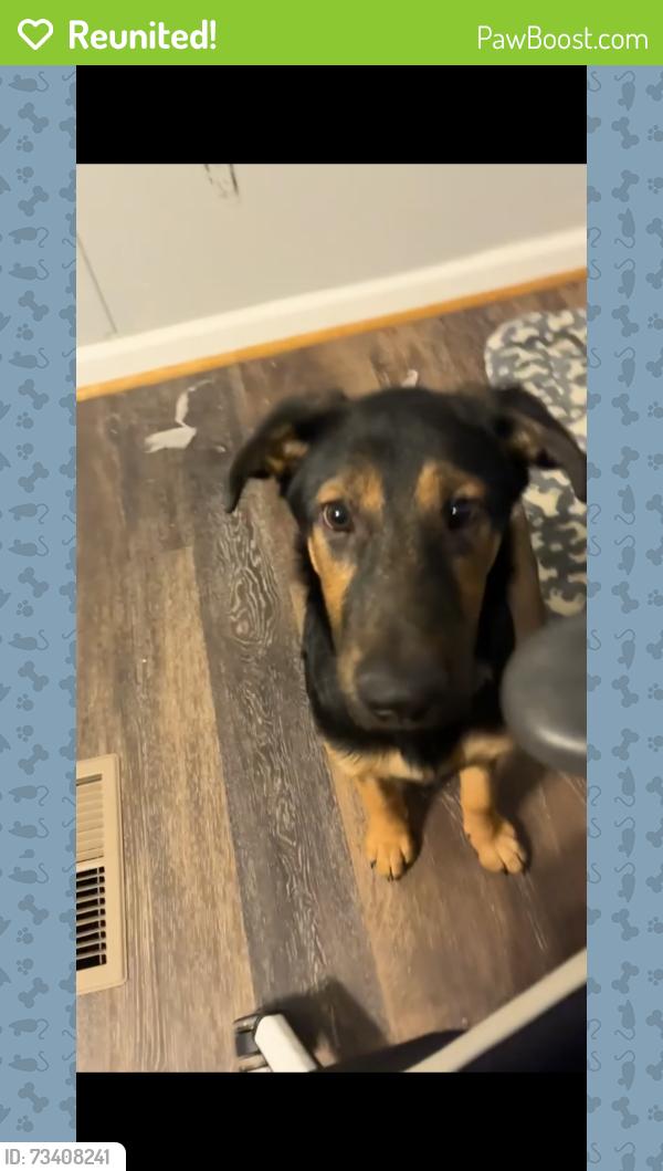 Reunited Female Dog last seen Miracle street, Whitfield County, GA 30740