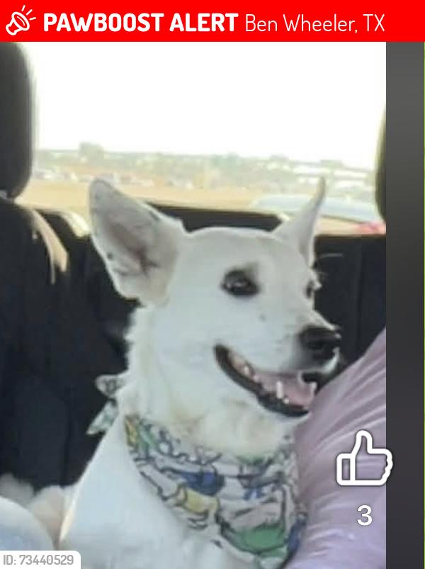 Lost Male Dog last seen I20, Ben Wheeler, TX 75754