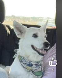 Lost Male Dog last seen I20, Ben Wheeler, TX 75754
