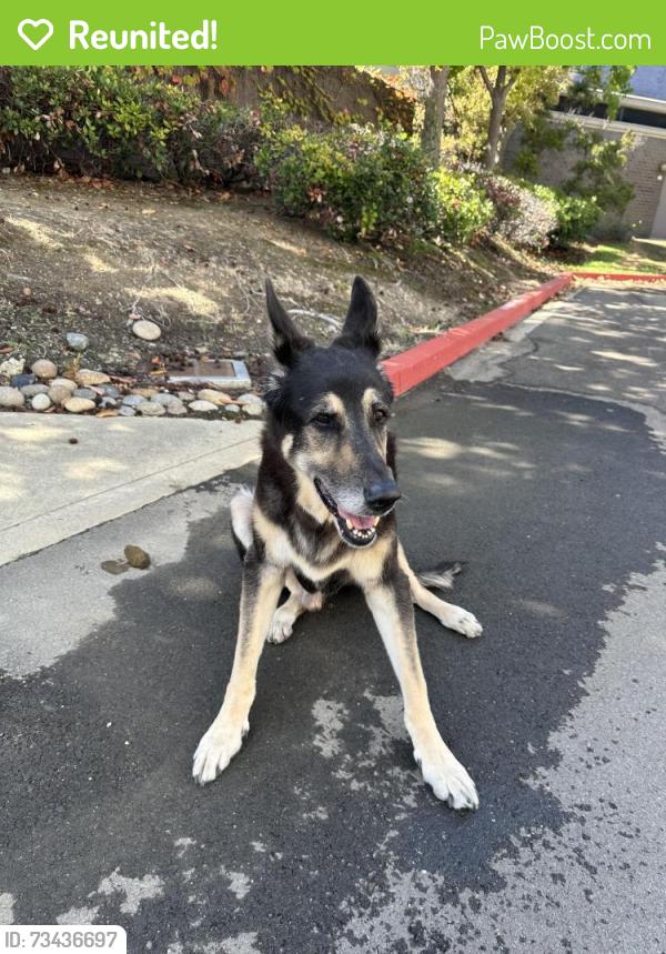 Reunited Male Dog last seen Near Skyway Road San Carlos, San Carlos, CA 94070