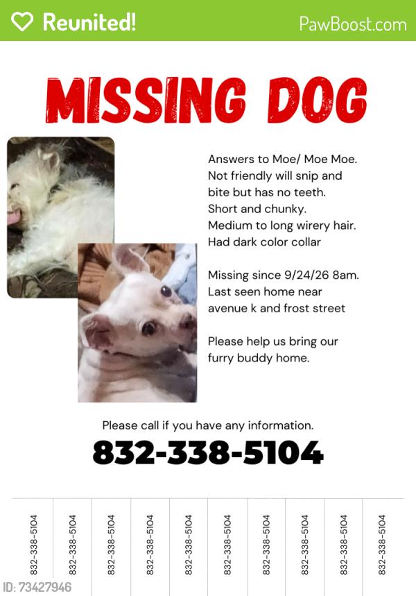 Reunited Female Dog last seen Frost St, Rosenberg, TX 77471, USA, Rosenberg, TX 77471
