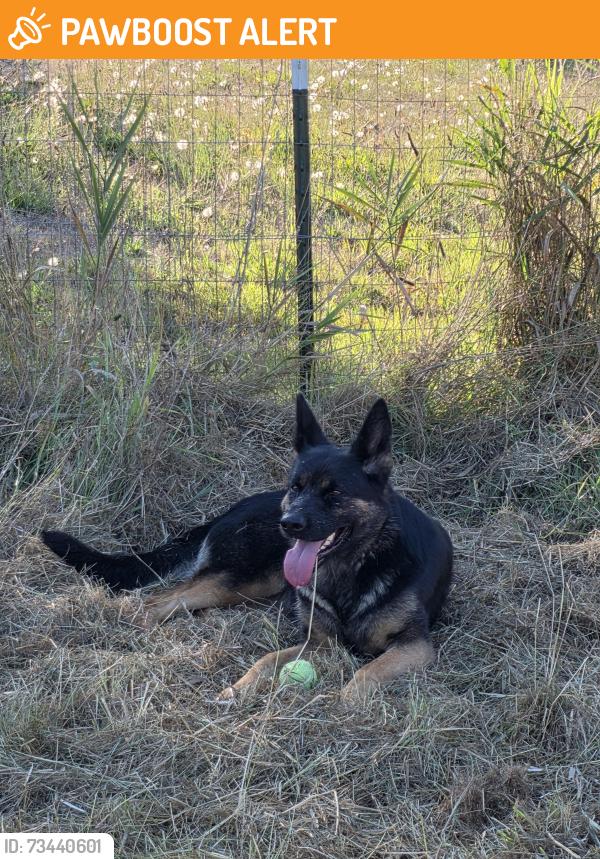 Found/Stray Female Dog last seen Grandview Road, Snohomish County, WA 98223
