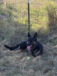 Found/Stray Female Dog last seen Grandview Road, Snohomish County, WA 98223
