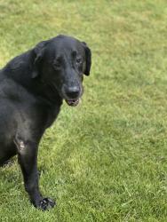 Reunited Female Dog last seen Drexel and west Alabama, Houston, TX 77027