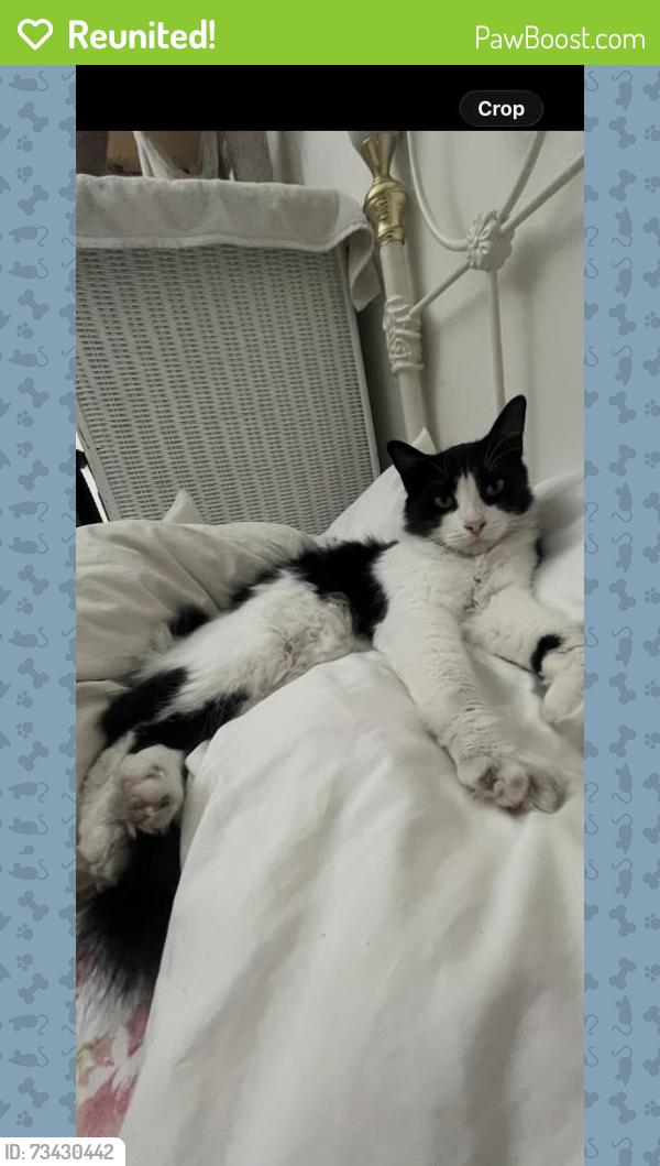 Reunited Male Cat last seen Near Woodlawn Ave, Chula Vista, CA 91911, USA, Chula Vista, CA 91911
