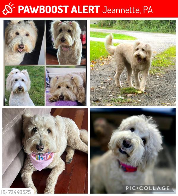 Lost Female Dog last seen Last seen on Millersdale/Baughman Hollow and possibly on Route 66 heading toward Route 30, Jeannette, PA 15644