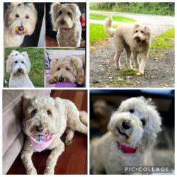 Lost Female Dog last seen Last seen on Millersdale/Baughman Hollow and possibly on Route 66 heading toward Route 30, Jeannette, PA 15644