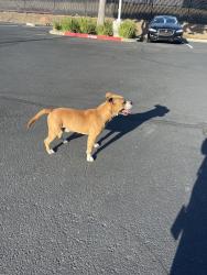 Reunited Male Dog last seen Near Fulton Dr and Watt, Fairfield, CA 94534