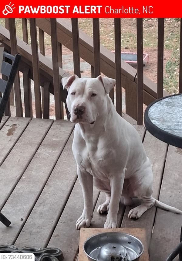 Lost Male Dog last seen Thornwood, Charlotte, NC 28213