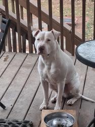 Lost Male Dog last seen Thornwood, Charlotte, NC 28213