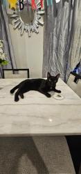 Reunited Male Cat last seen Blaze Mill by Ryan Homes, Monroe, NJ 08094