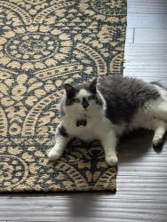 Reunited Male Cat last seen Hwy 81 and 86, Anderson County, SC 29621