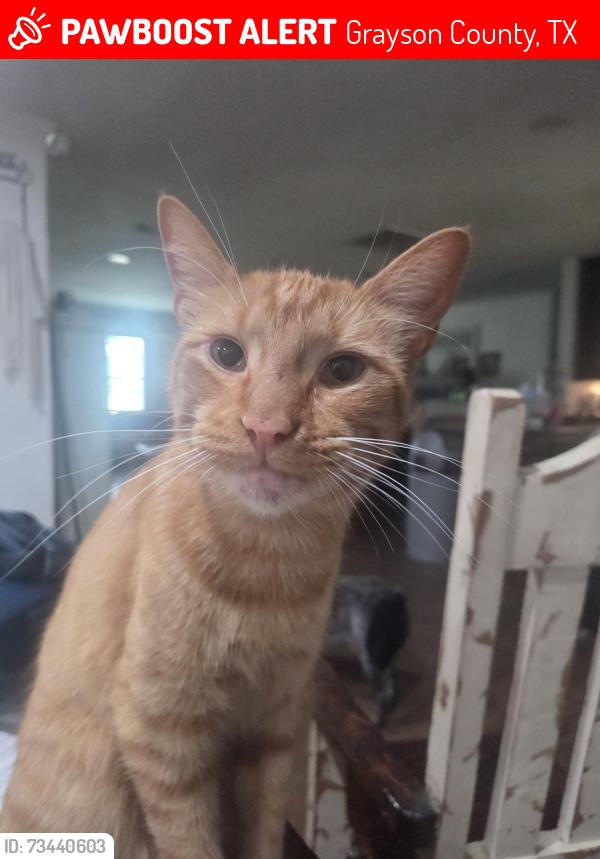 Lost Male Cat last seen Bus 377 & West Line Road, Grayson County, TX 76233