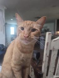 Lost Male Cat last seen Bus 377 & West Line Road, Grayson County, TX 76233