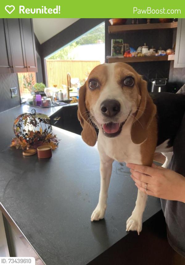 Reunited Female Dog last seen Kenross and kempforest, Houston, TX 77043