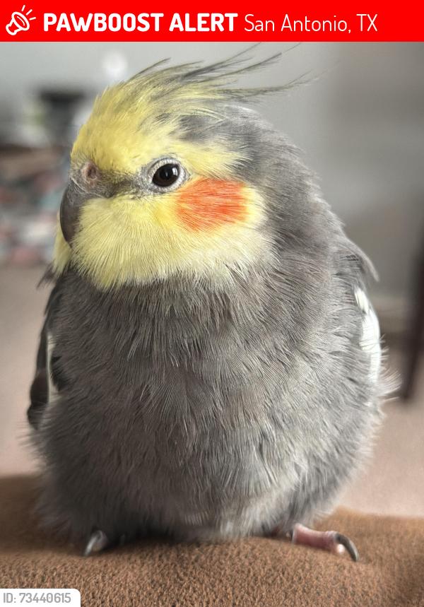 Lost Unknown Bird last seen Idk, San Antonio, TX 78227