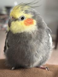 Lost Unknown Bird last seen Idk, San Antonio, TX 78227